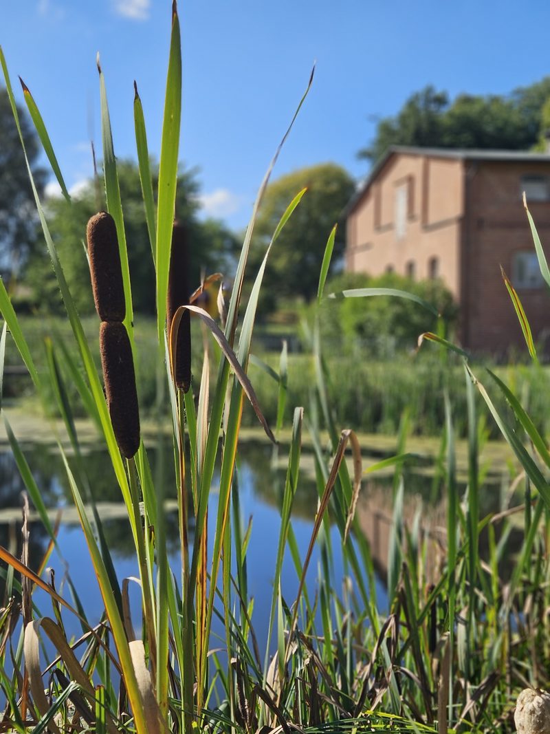 Schilf und Wasser auf dem Gelände in Ulrichshusen